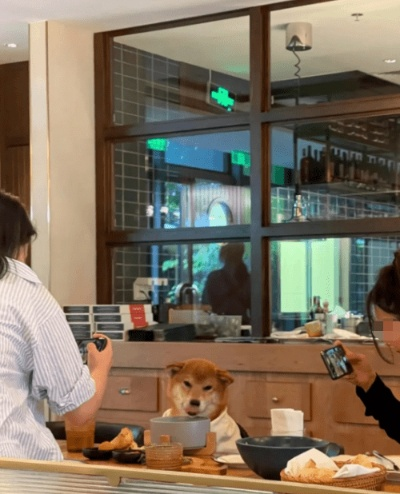 网友热议，连锁餐厅惊现人宠共餐现象